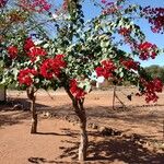 Bougainvillea spectabilis عادت