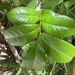 Ochna thomasiana Leaf