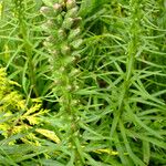 Liatris spicata Feuille