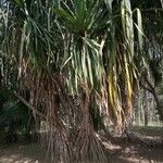 Pandanus furcatus Foglia