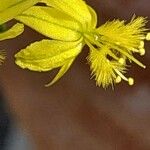 Bulbine frutescens 花