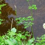 Thalictrum aquilegiifolium Habit