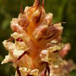 Orobanche caryophyllacea Flor