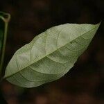 Rinorea amapensis Φύλλο
