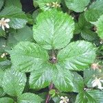 Rubus scabripes ഇല