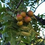 Sorbus domestica Fruto