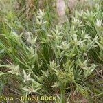 Juncus capitatus Hábito