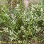 Juncus capitatus Plante entière