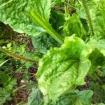 Plantago rugelii Folha