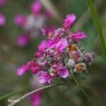 Teucrium marum Flower