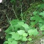 Mitella diphylla Hábitos