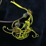 Ligularia amplexicaulis Συνήθη χαρακτηριστικά