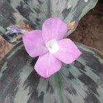 Kaempferia pulchra പുഷ്പം