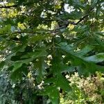 Quercus cerris Листок