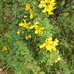 Senna surattensis Kwiat