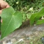 Melothria pendula Leaf