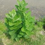 Asclepias latifolia ᱥᱟᱠᱟᱢ