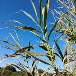 Phragmites mauritianus Leaf