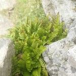 Asplenium marinum Leaf