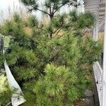 Pinus thunbergii Blad