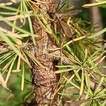 Larix kaempferi बार्क (छाल)