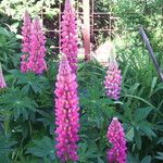 Lupinus polyphyllus 花