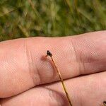 Eleocharis quinqueflora Fruit