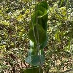 Vanilla inodora Hoja