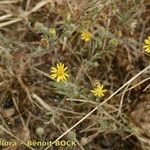 Pulicaria sicula Muu