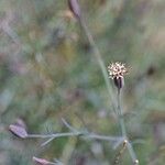 Porophyllum gracile Flower