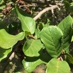 Antidesma venosum Leaf