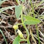 Convolvulus arvensis Blad