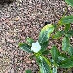 Catharanthus roseusBlüte