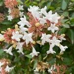 Abelia × grandifloraফুল