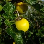 Solanum anguivi ᱮᱴᱟᱜ