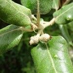 Quercus ilex Fruit