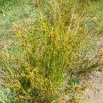 Juncus tenuis Habit
