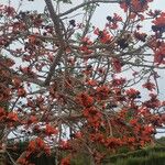 Erythrina caffraFloro