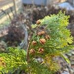 Chamaecyparis thyoides Fruit