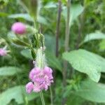 Silene bellidifolia 花