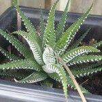 Haworthia attenuata পাতা