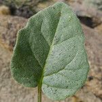 Physalis crassifolia Hostoa