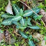 Goodyera oblongifolia Leaf