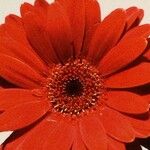 Gerbera viridifolia Flor