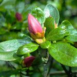 Rhododendron indicum Flower