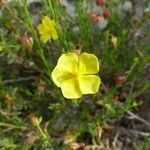 Fumana procumbens Çiçek
