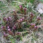 Pedicularis sylvatica Habit