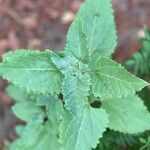 Verbesina encelioides Blatt