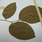 Crudia tomentosa Otro