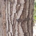 Grevillea robusta Casca